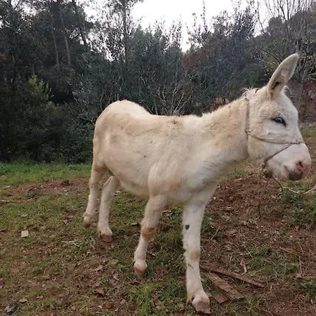 Eco-friendly Barcelona Country Side